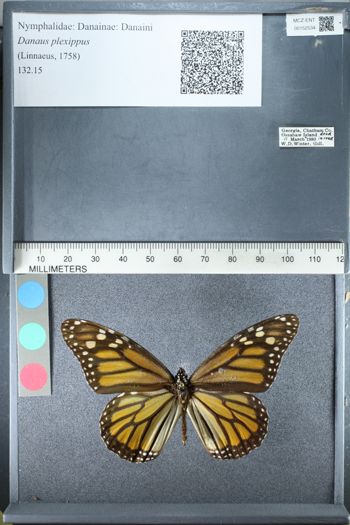 Media type: image;   Entomology 152534